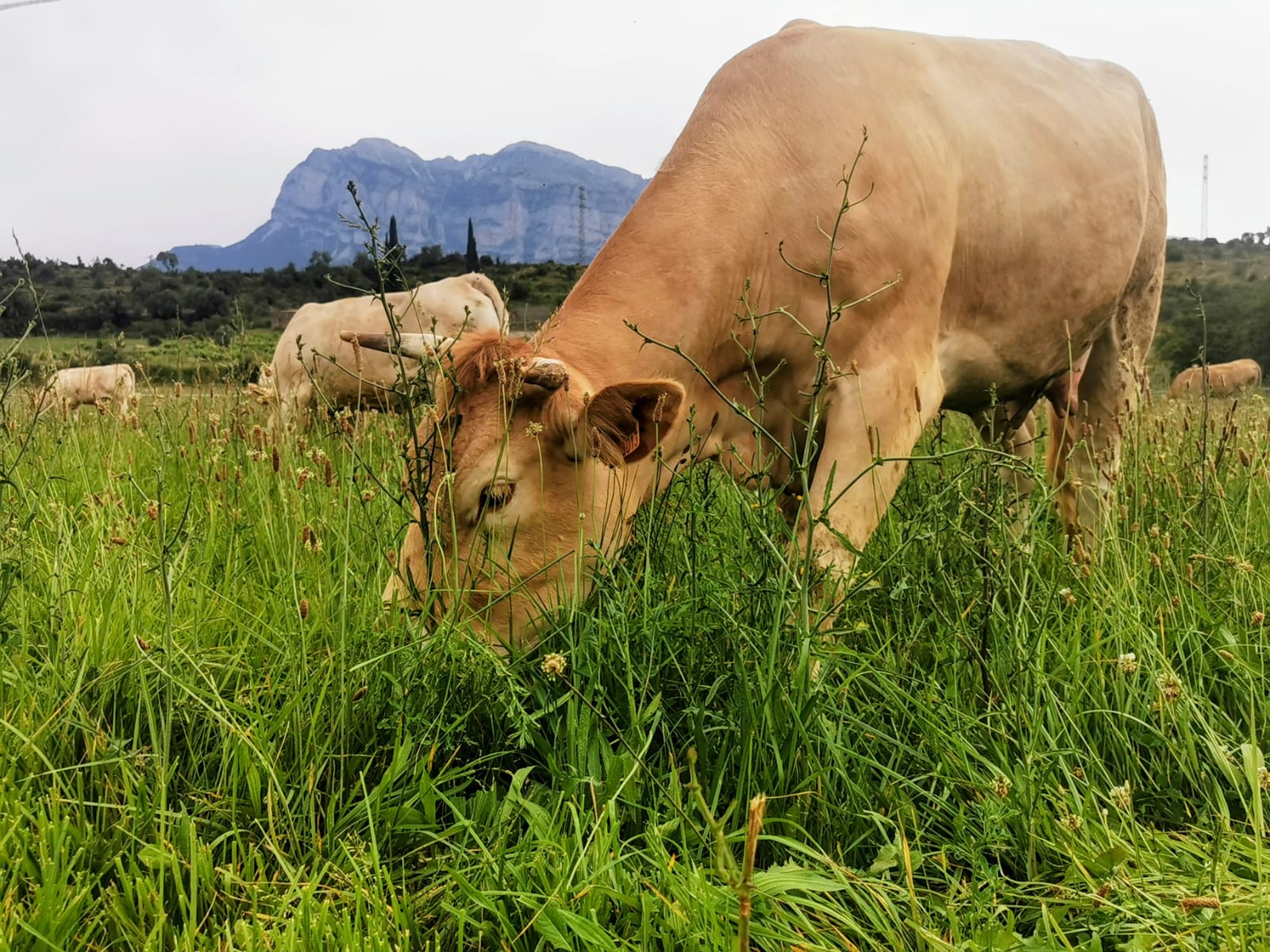 Pastoralismo y razas autóctonas: claves para el futuro del territorio