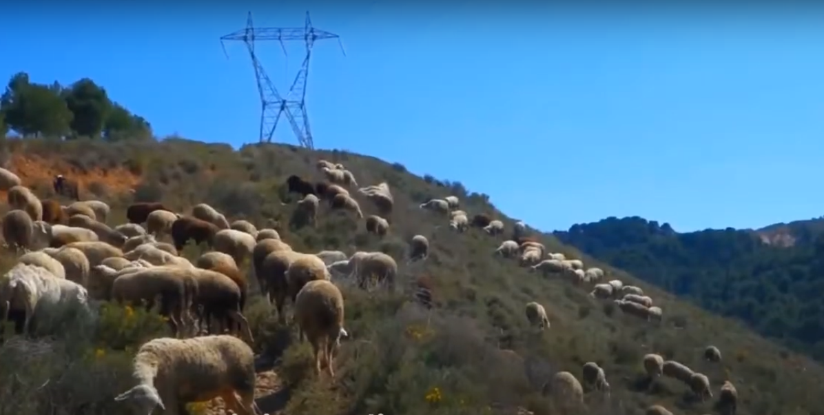 De cables y ovejas